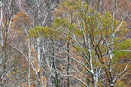 Forest in the Ore Mountains in winter by Thomas Jäger