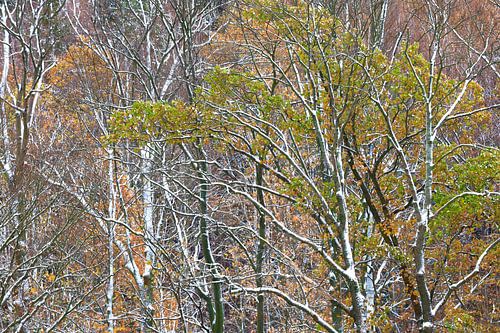 Forêt dans les monts Métallifères en hiver sur Thomas Jäger