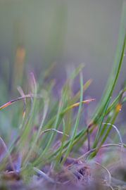 Gras by Robert Wiggers