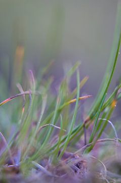 Gras van Robert Wiggers