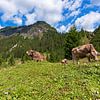 Vaches dans les montagnes d'Autriche sur Robinotof