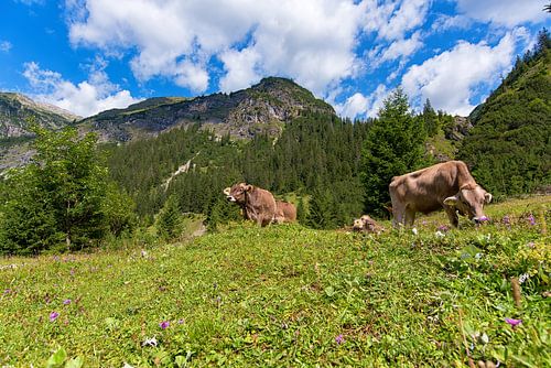Vaches dans les montagnes d'Autriche
