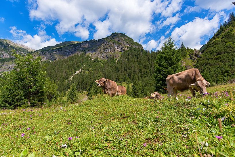 Cows in the mountains of Austria by Robinotof