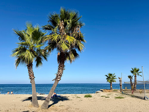 Palm trees by a blue sea.