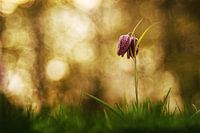 Kievitsbloem