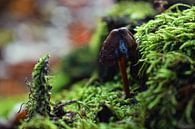 Mushroom up close by Niek van den Berg thumbnail