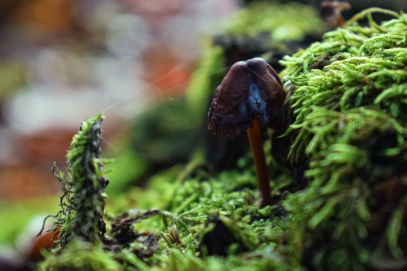 Mushroom up close by Niek van den Berg