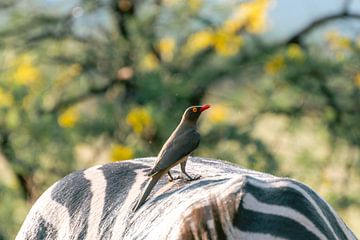 Vogel zit op rug van zebra | Reisfotografie | Zuid-Afrika van Sanne Dost