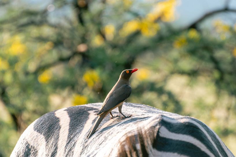 Vogel zit op rug van zebra | Reisfotografie | Zuid-Afrika van Sanne Dost