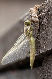 Libelle aus dem Kokon von Fotografie John van der Veen