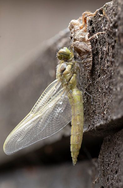 dragonfly out of cocoon by Fotografie John van der Veen