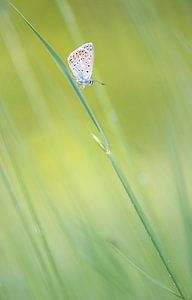 Schmetterling auf Gras Klinge.