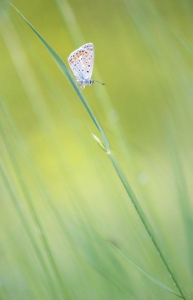 Vlinder op grashalm.  van Francis Dost