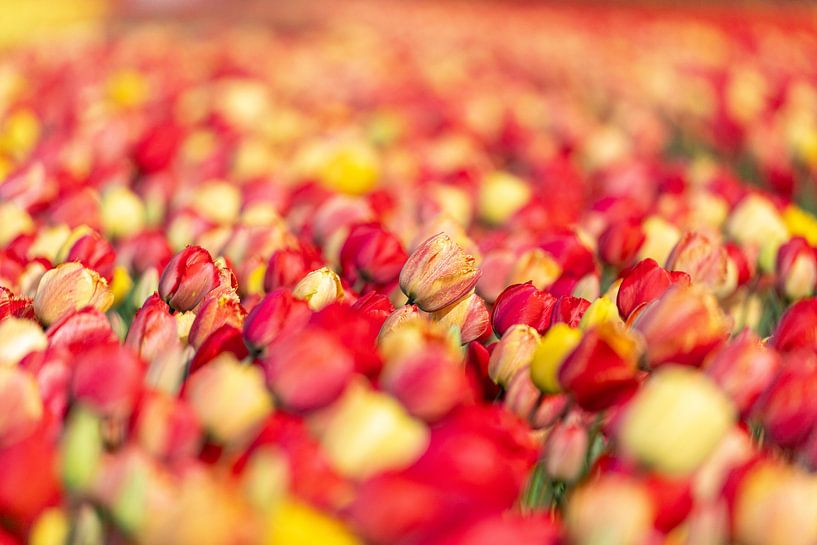Colourful tulip field by Yanuschka | Fotografie Noordwijk