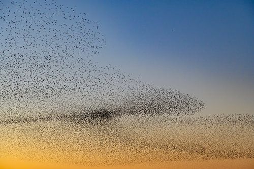 Spreeuwen tijdens zonsondergang aan het einde van een winterdag