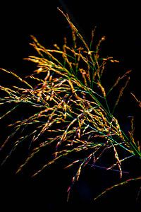 Plume d'une herbe aux couleurs vives sur fond noir
