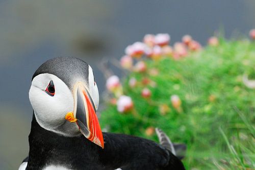 Papagaaiduiker met bloemen