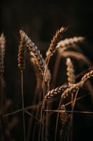 Wheat in the last ray of light