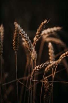 Wheat in the last ray of light by Yvette Baur