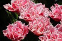 bloemen