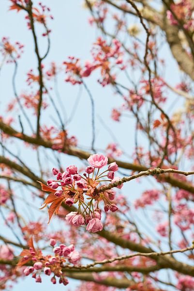 Kirschblüte im Frühling 6904006305 Fotograf Fred Roest von Fred Roest