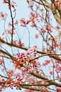 Kirschblüte im Frühling 6904006305 Fotograf Fred Roest von Fred Roest Miniaturansicht