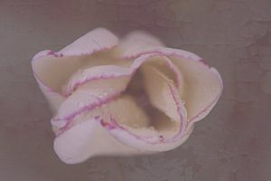 vintage pink 