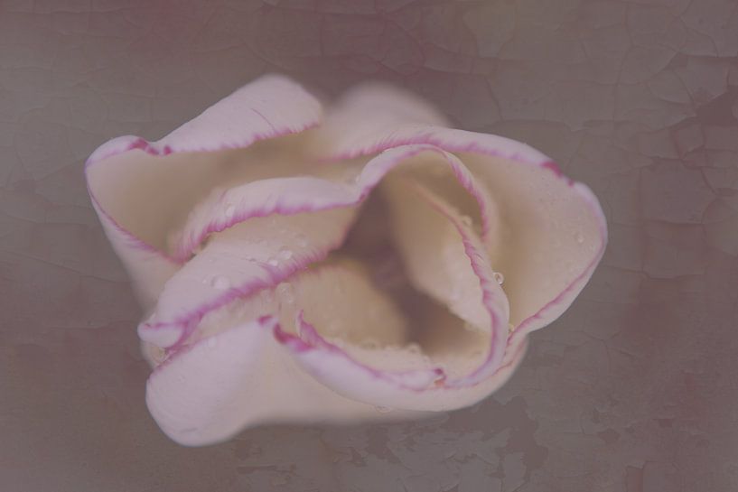 vintage tulip  by Leanne lovink