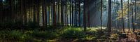 Des faisceaux de lumière à travers la forêt automnale