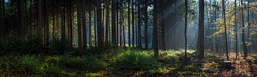 Lichtstralen door het herfstige bos