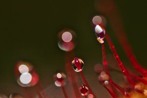 Sundew 9