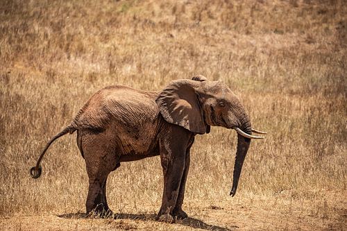 Kleine baby olifant uit Kenia, Safari