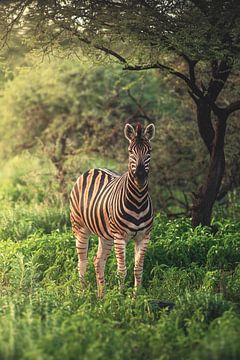 Namibië zebra in groene Etosha pan van Jean Claude Castor