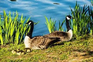 Canada goose family on lake shore by Dieter Walther