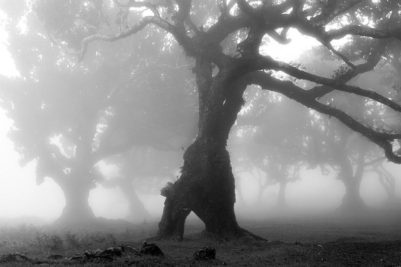 Laurisilva op Madeira van Felix Sedney