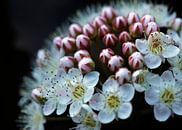 Blüte vom Diabolostrauch van Roswitha Lorz thumbnail
