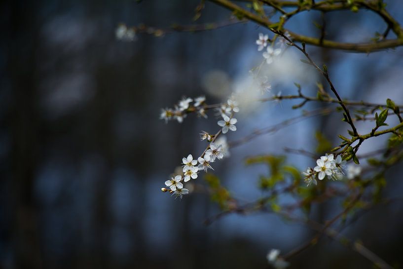 Flower by Lisa Bouwman