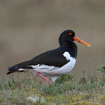 Oystercatcher ( Haematopus ostralegus ) in the dunes, nice and detailed side view, wildlife, Europe. by wunderbare Erde