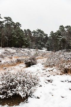 Rustiek winters natuur landschap- Shaquille M Fotografie van Shaquille Maarschalkerweerd