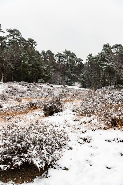 Rustic winter nature landscape- Shaquille M Photography by Shaquille Maarschalkerweerd