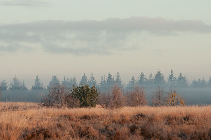 Ginkel Heath by Nancy van Verseveld