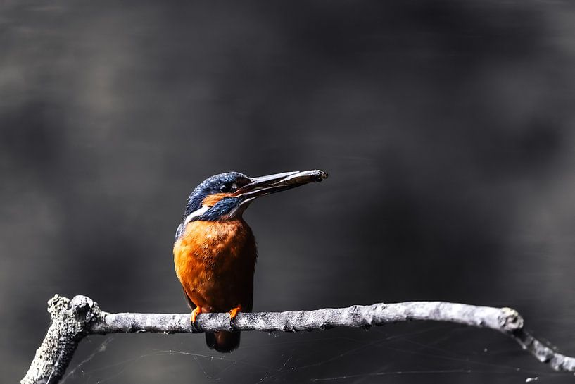 Ijsvogel van van Veen Allround Photography