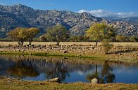Parque regional de la Cuenca Alta del Manzanares von Iris Heuer Miniaturansicht