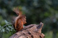 Eichhörnchen schön beleuchtet von Anjella Buckens Miniaturansicht