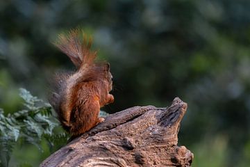 Eichhörnchen schön beleuchtet von Anjella Buckens