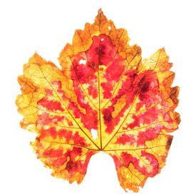 Traubenblatt im Herbst 2 von Fionna Bottema