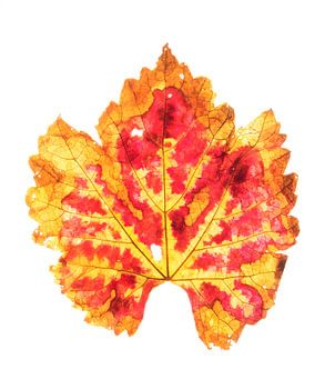 Feuille de vigne en automne 2