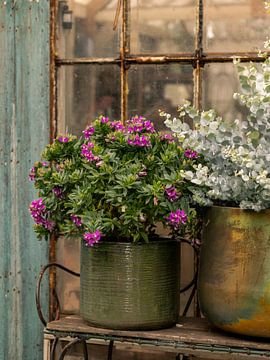 Stillleben, Green House, Eukalyptus in Kupfertopf