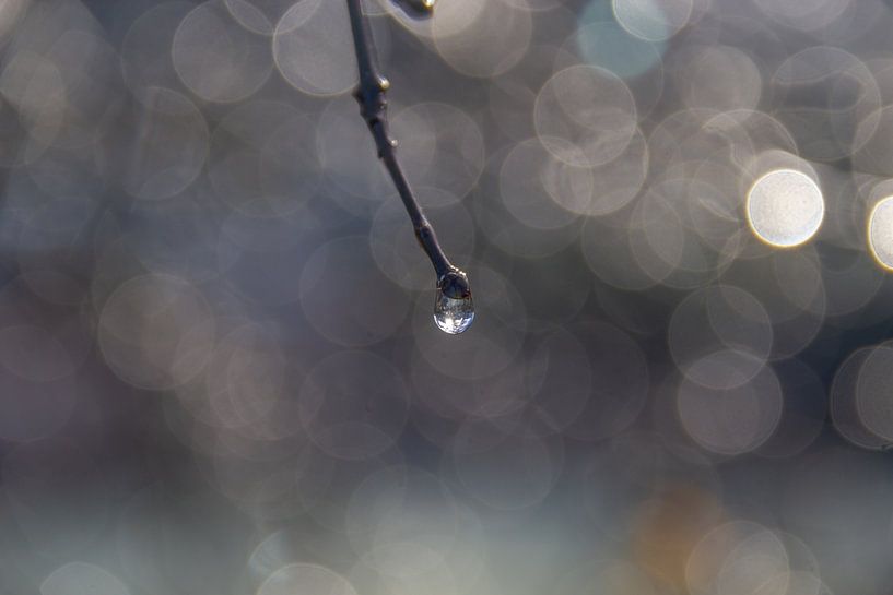 Goutte par Kees Korbee