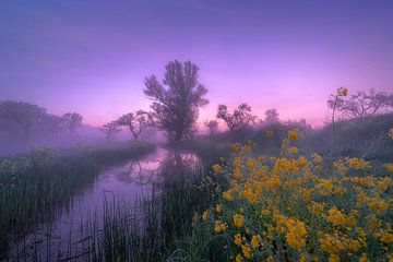 Paysage brumeux et rêveur avec colza sur Moetwil en van Dijk - Fotografie